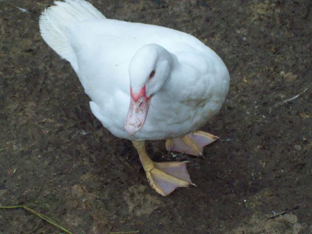 100_4745.JPG