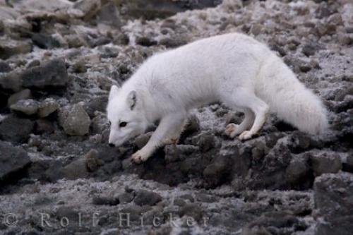 arctic-fox-beach-foraging_29641.jpg