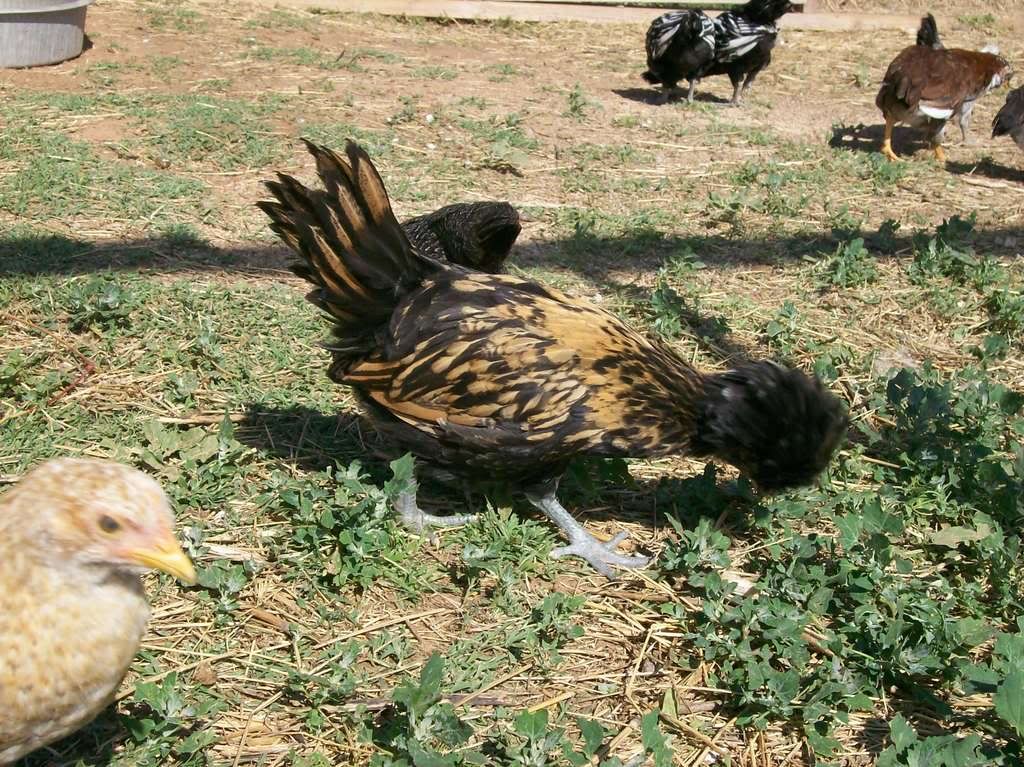 chickens42408002.jpg