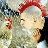 mohawkchicken.jpg