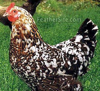 FlowerHen.JPEG