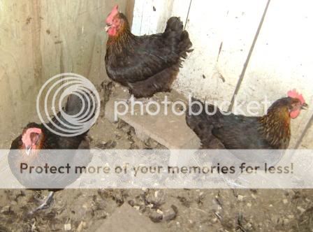 hens4.jpg