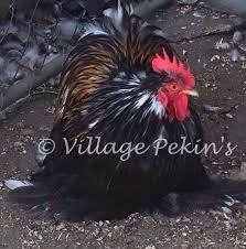 Furness Pekin | Barnyard buddies, Raising chickens, Chickens