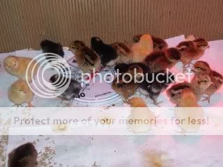 chicks.jpg