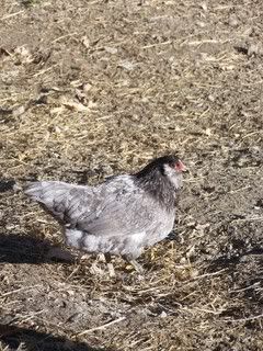 blueameraucana.jpg