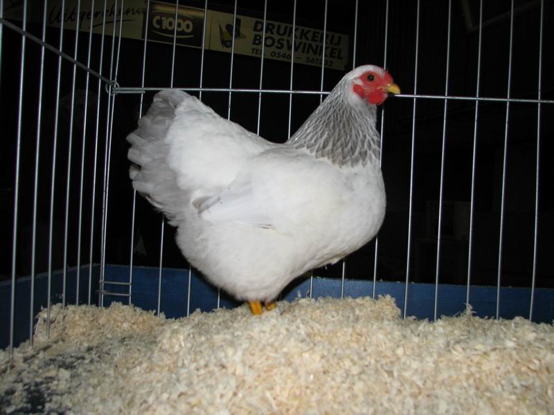 Wyandotte_Wit-blauwcolumbia_hen.jpg