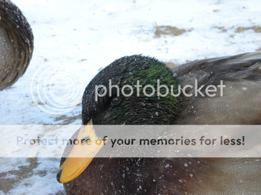pics.jpg