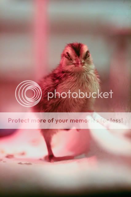 0001_quail.jpg