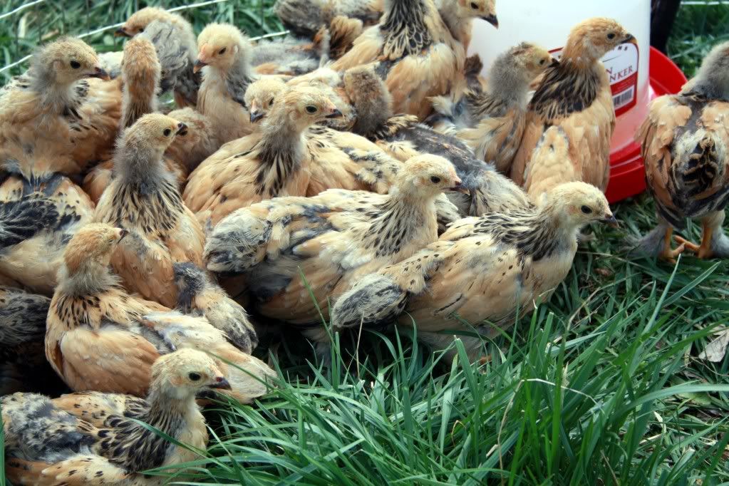 chick10.jpg
