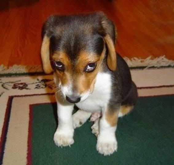 pup.jpg