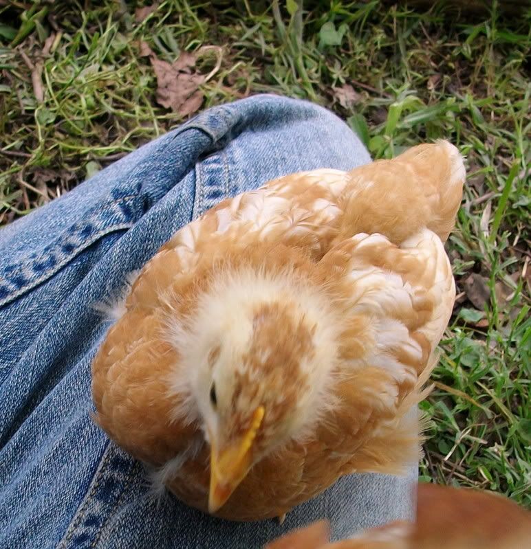 Chicksday25023.jpg