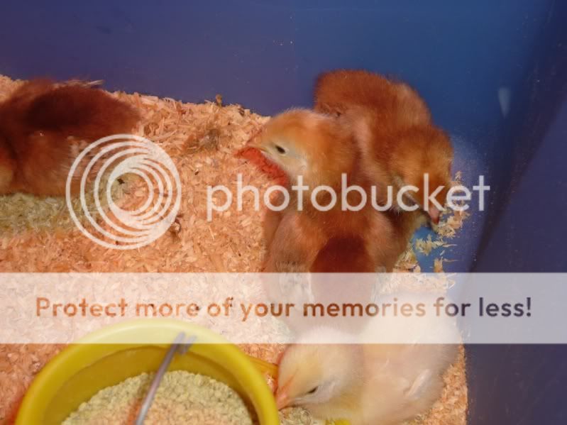 Chicks1.jpg