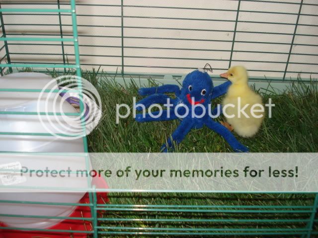 DSC04867.jpg