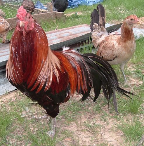 CubanCockHatchPullet.jpg