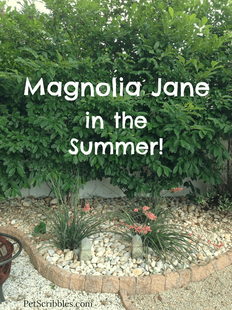 Magnolia-Jane-in-the-Summer.png