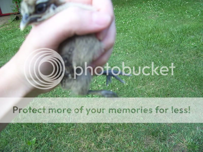 Chicks052.jpg