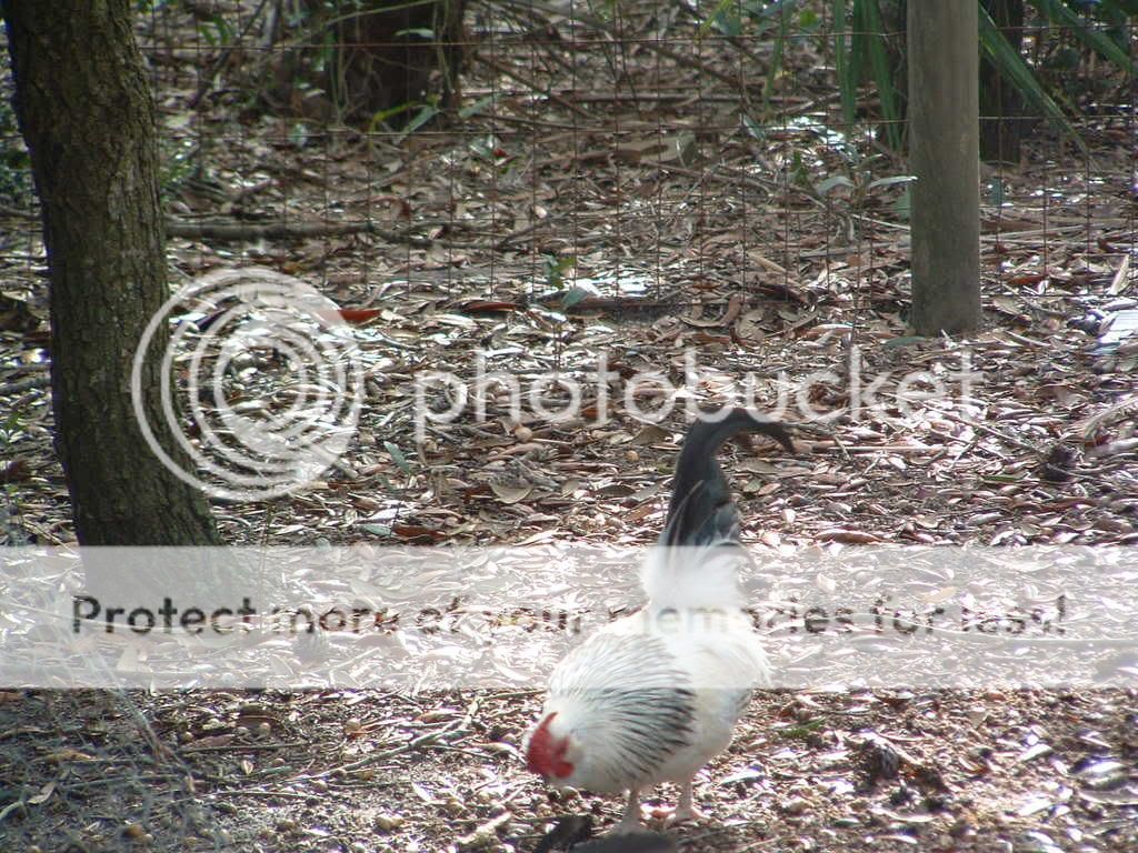 DSCF0216.jpg