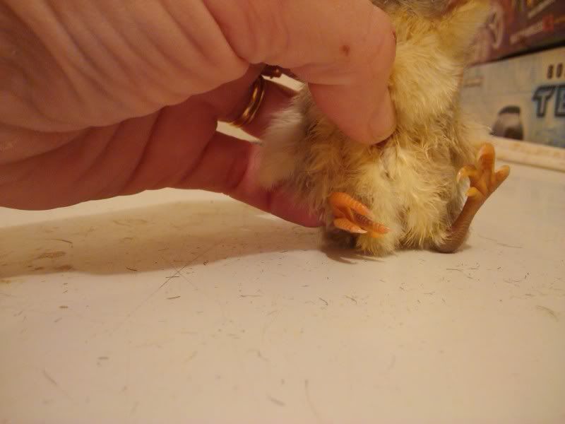 2011-05-01213900.jpg