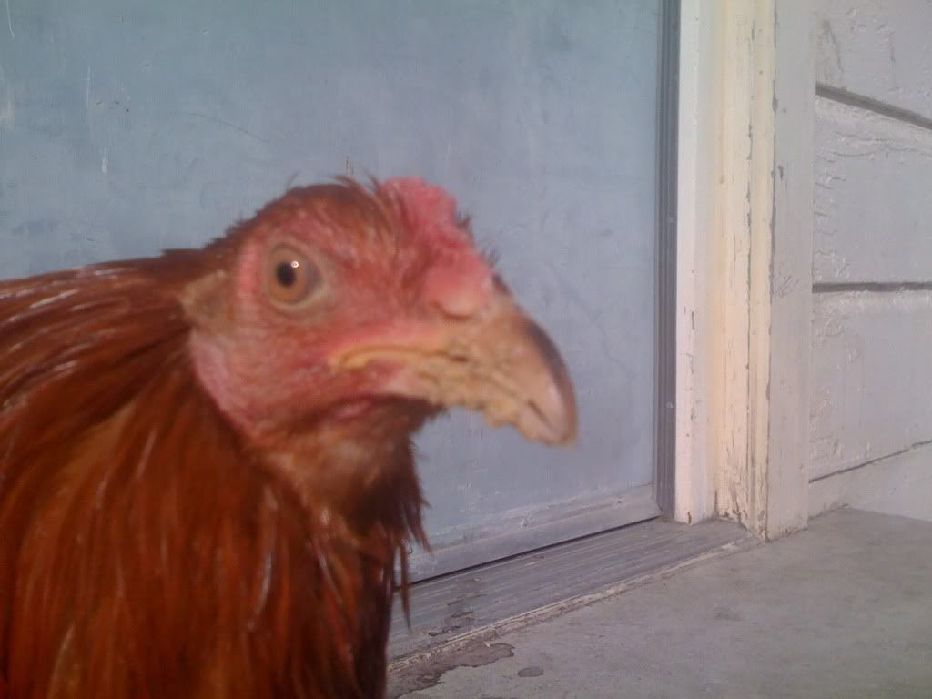 iphonepicsbackup_20111364.jpg