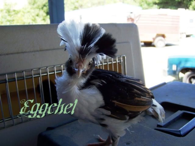 100_2304_1-1.jpg
