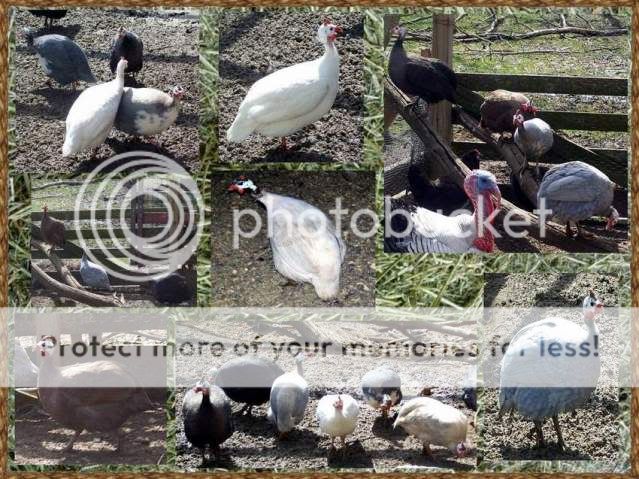 guineas.jpg