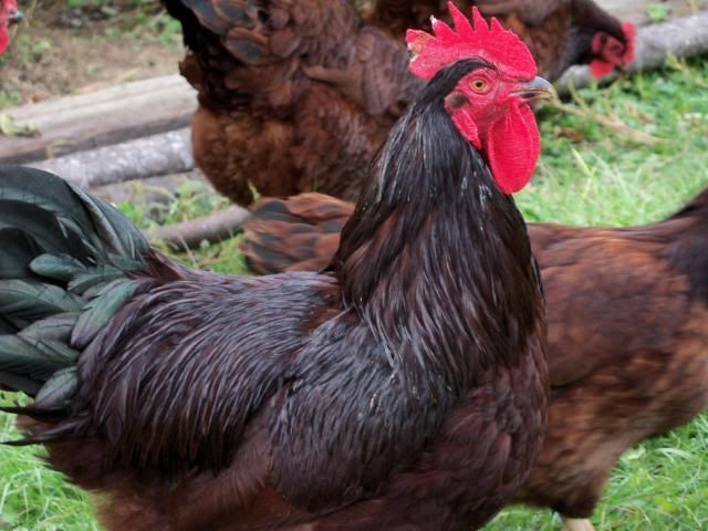 TatersFavoriteChickens26.jpg