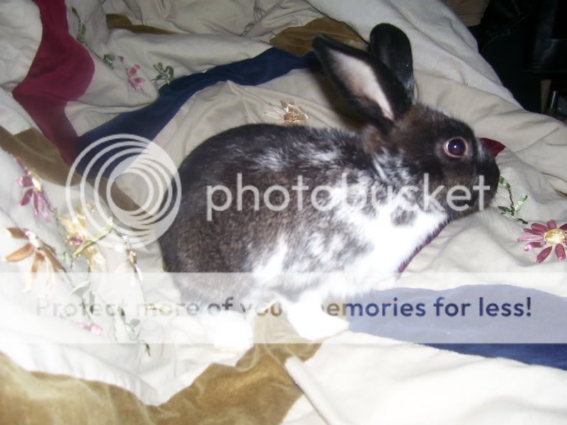 rabbits006.jpg