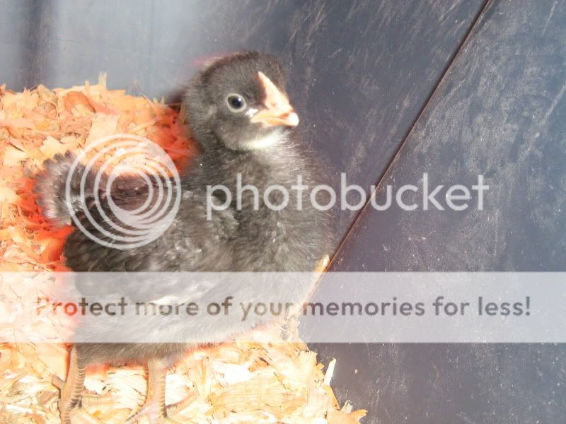 Chicks034.jpg