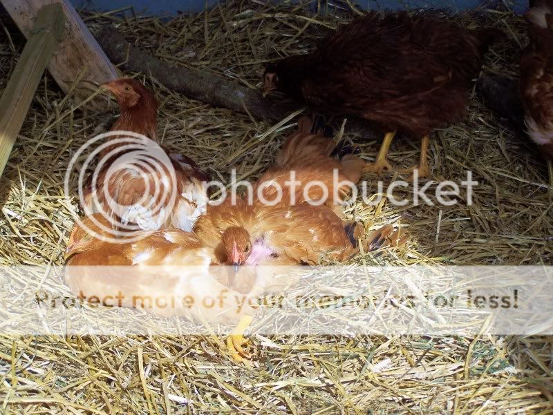 Coop5-11007.jpg