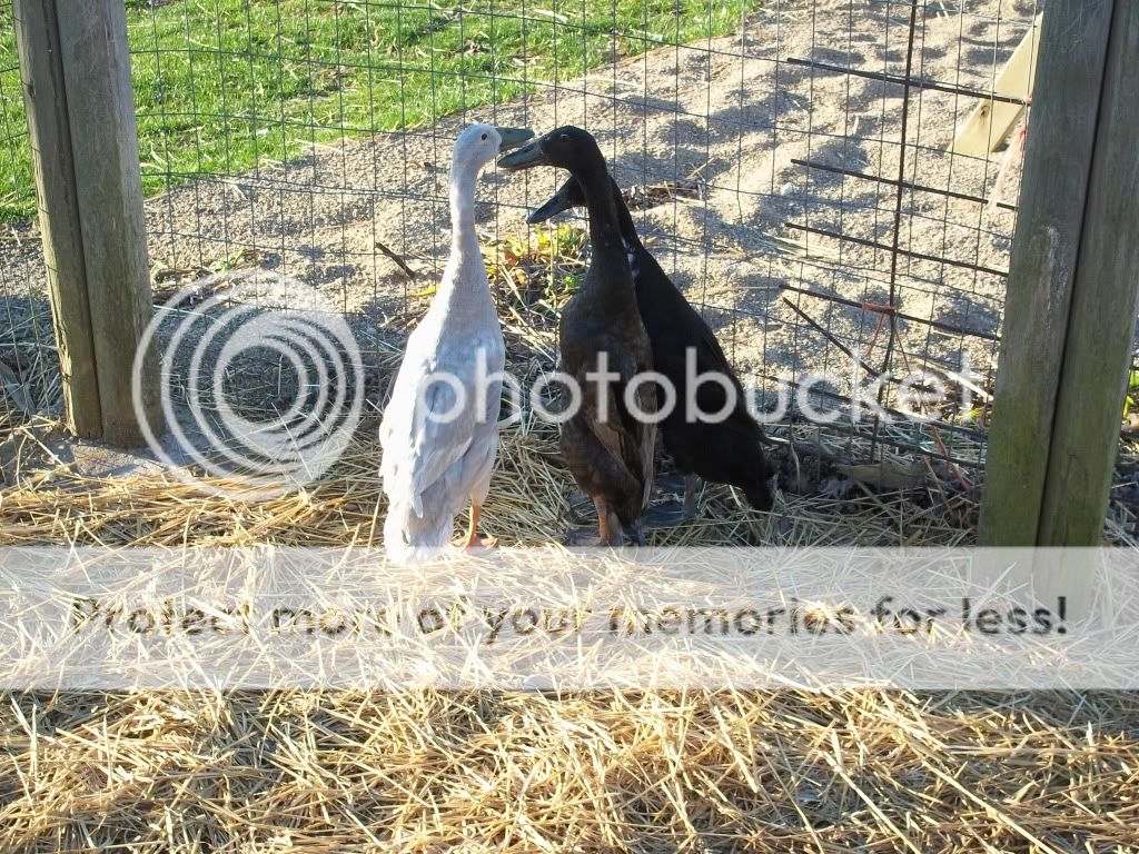 birdpictures062.jpg