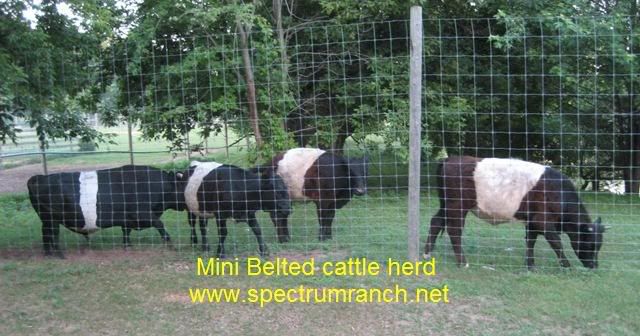 Beltedherd.jpg