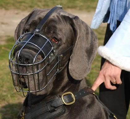 german-mastiff-dog-muzzle-wire-5.jpg