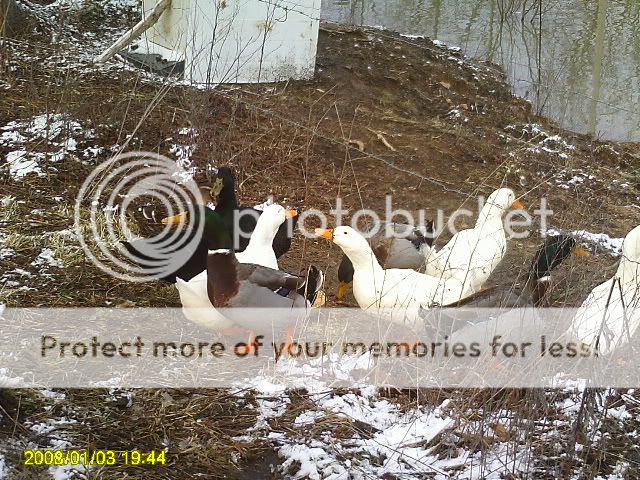 Picture003.jpg