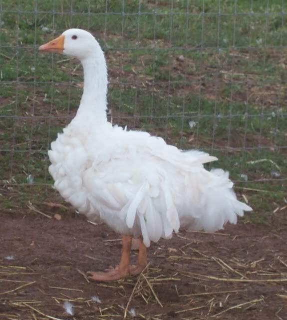 Sgoose_220080909b.jpg