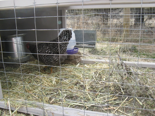 pullets_05.jpg