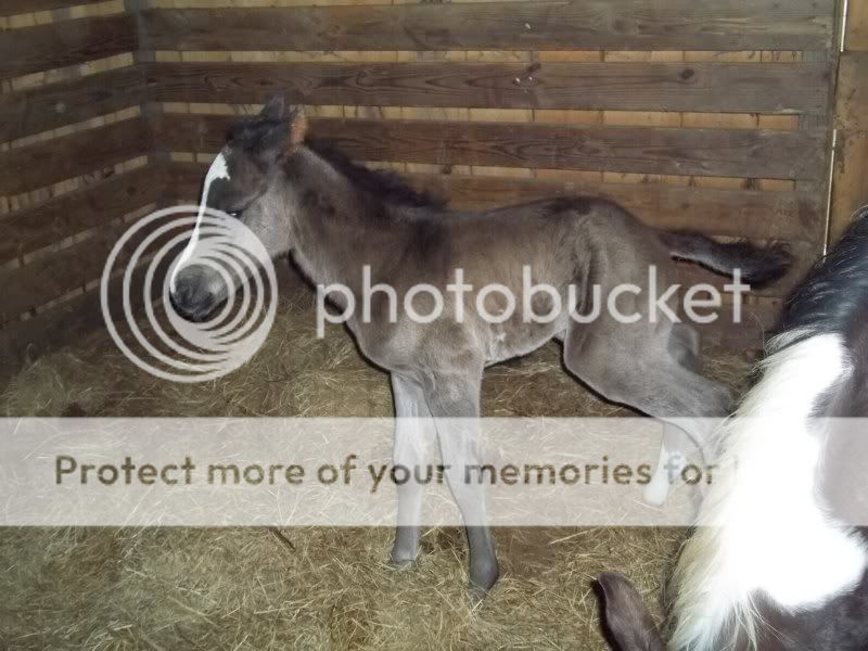 NikisCOLT3-11-20115.jpg