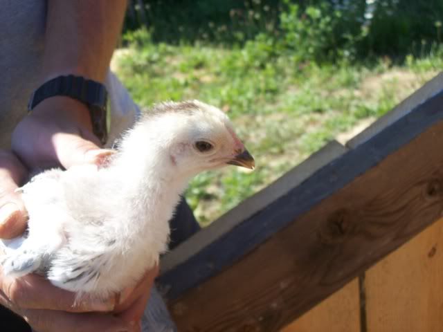 chickens016.jpg