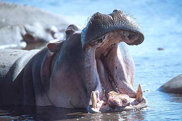hippo%20yawning%20600.jpg