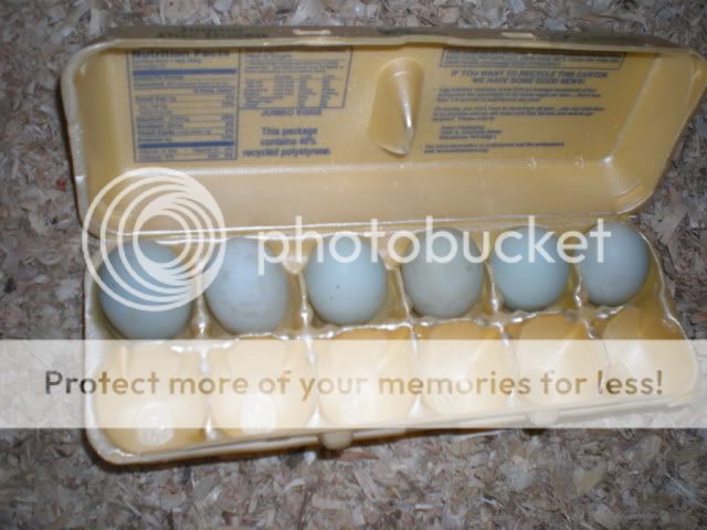 DSCN2248.jpg
