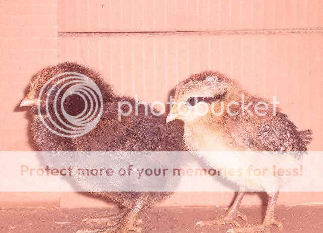 chicks.jpg