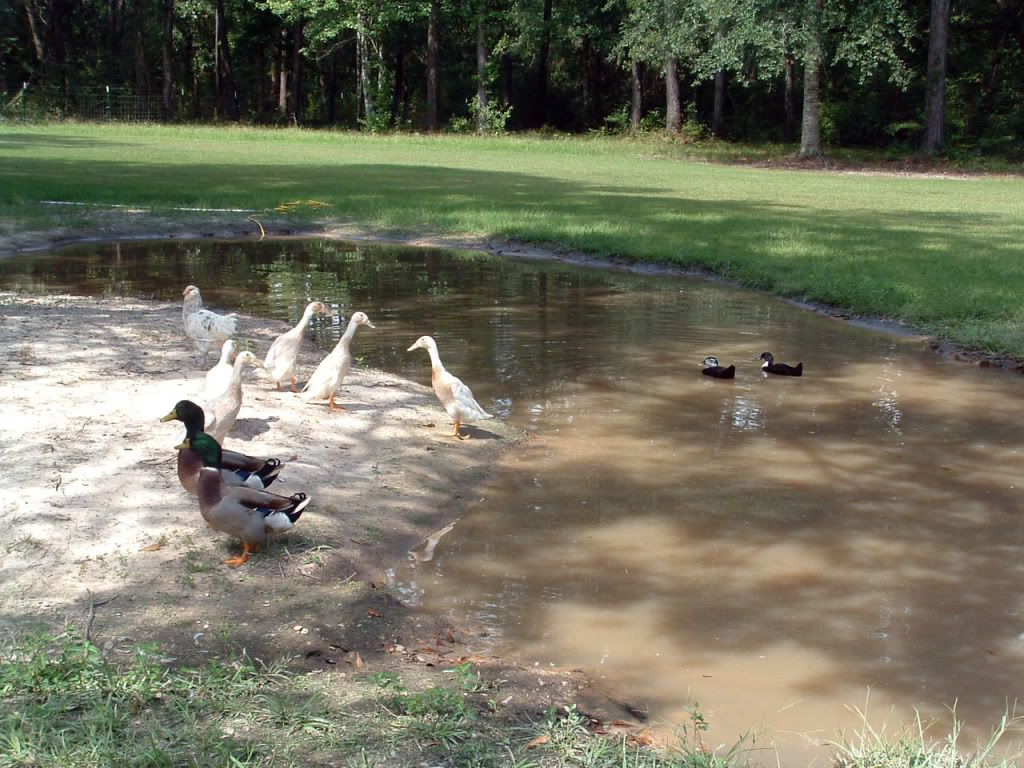 ducksintheirpond.jpg