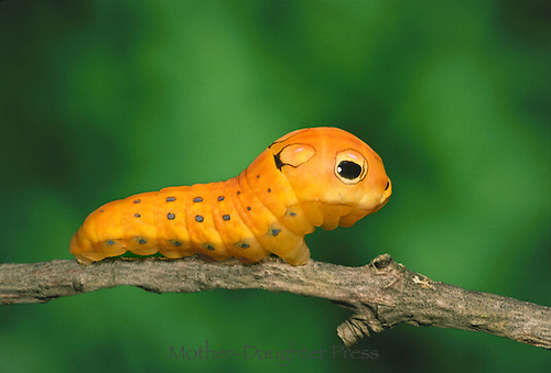 W0201-spicebush-caterpillar.jpg