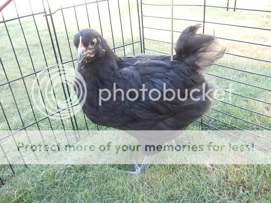 chick1.jpg