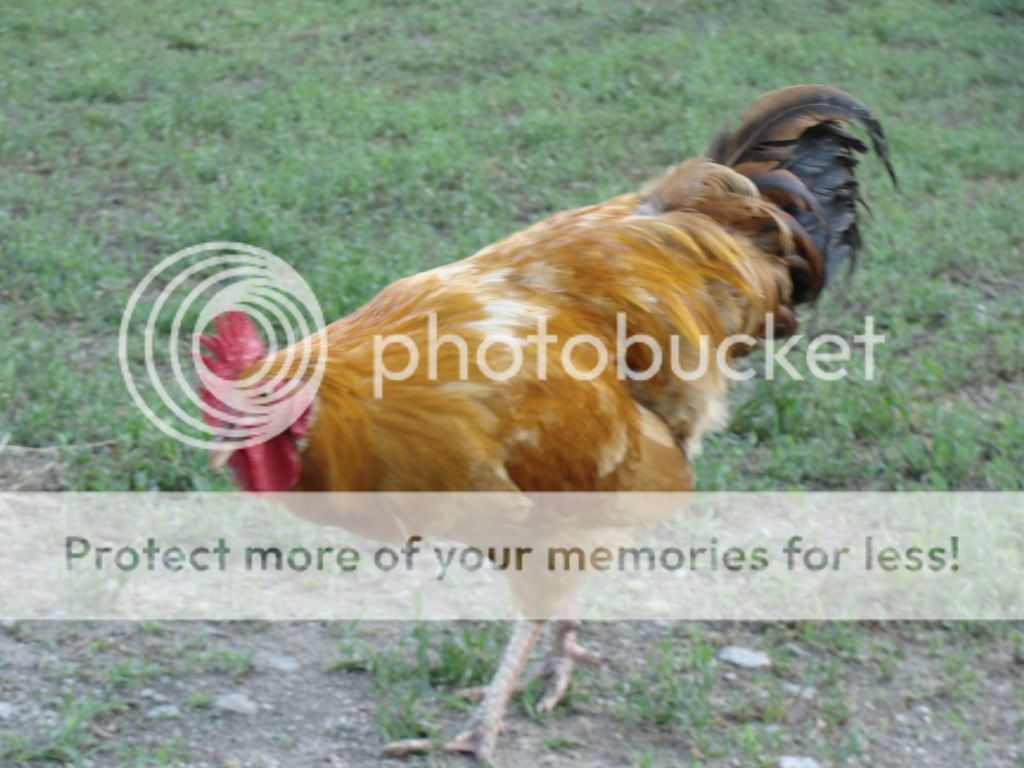 ChickPicks1878.jpg