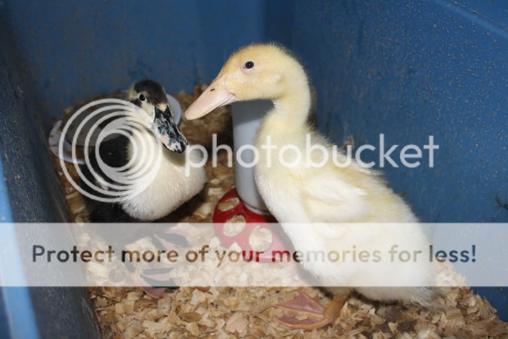 newducklings026.jpg