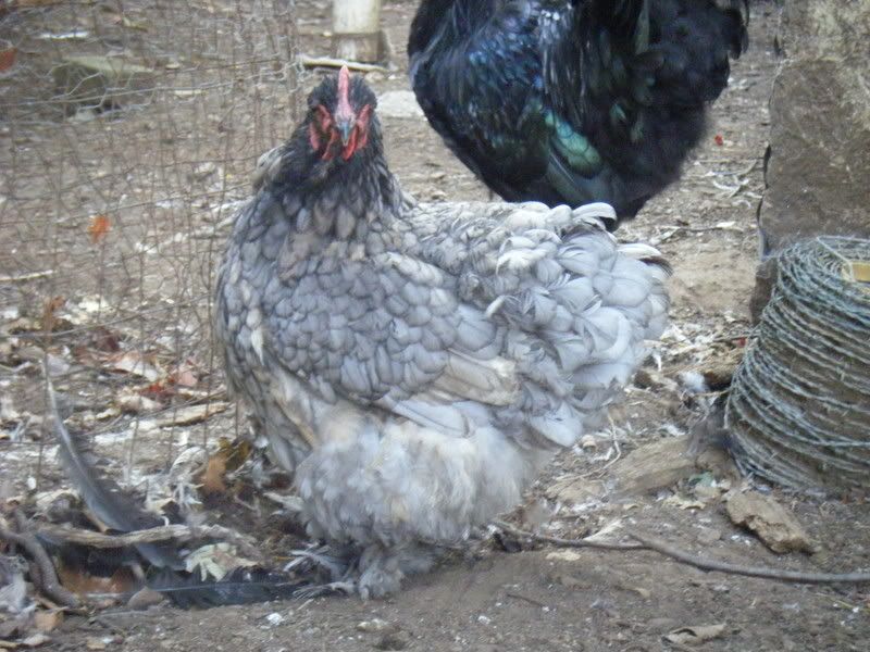 Chickenpics010.jpg