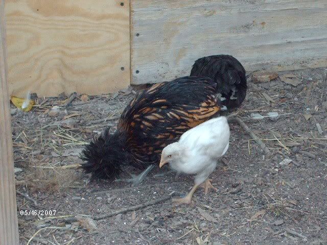 chickens094.jpg