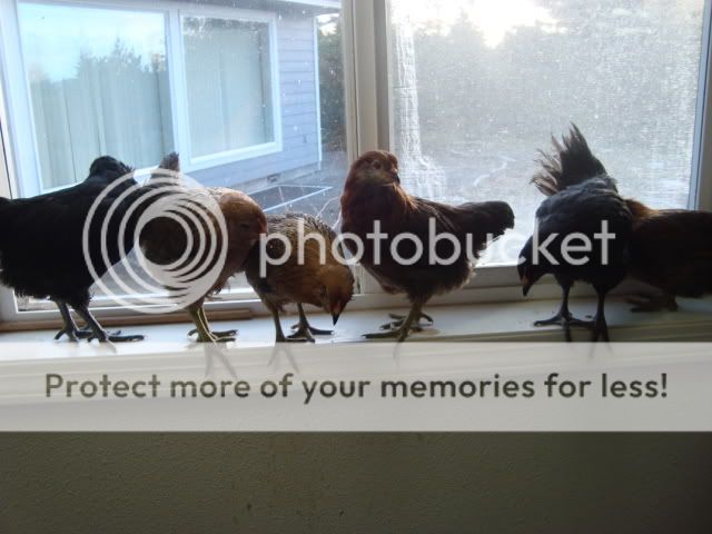 DSC02146.jpg