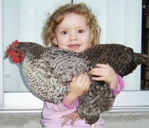 gray_chicken_alana.jpg