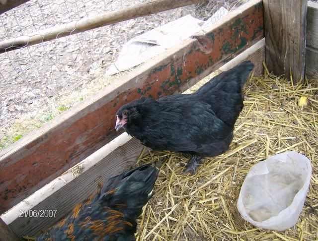 Chickens-December162007031.jpg
